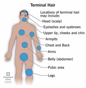 23140 terminal hair