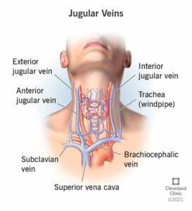 23148 jugular vein