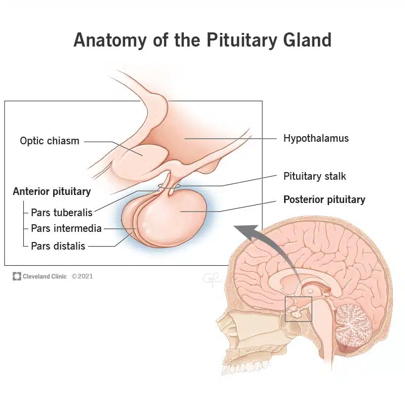 23150 posterior pituitary final