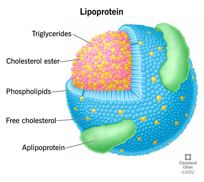 23229 lipoprotein illustration