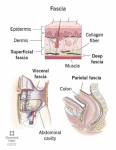 23251 fascia