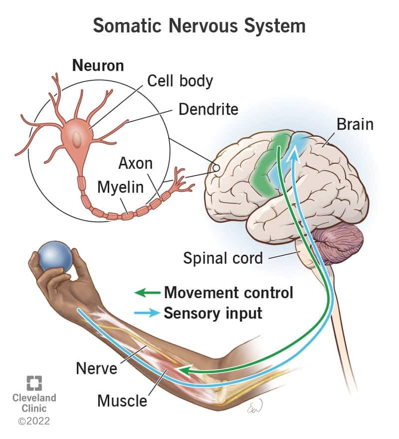 23291 somatic nervous system