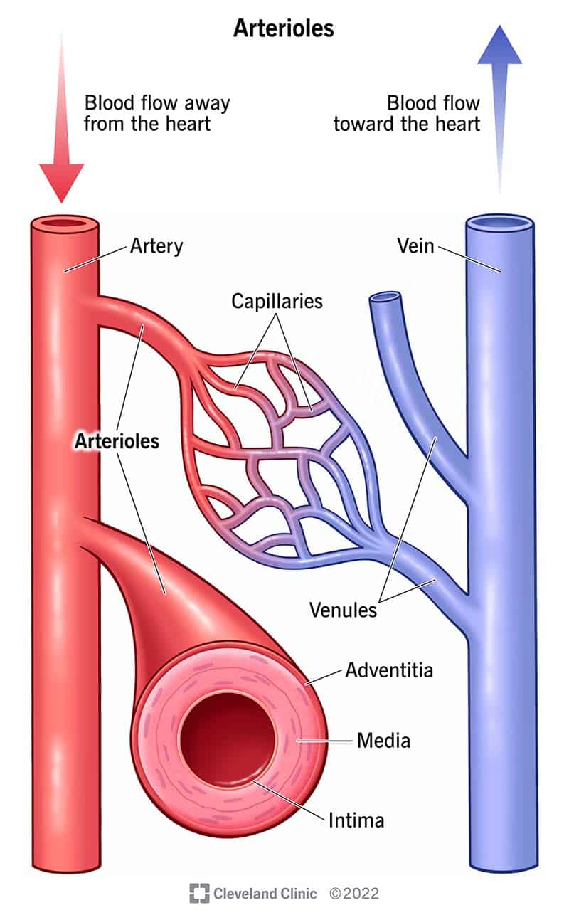 Arterioolid on väikesed arteri harud, mis viivad kapillaaridesse.