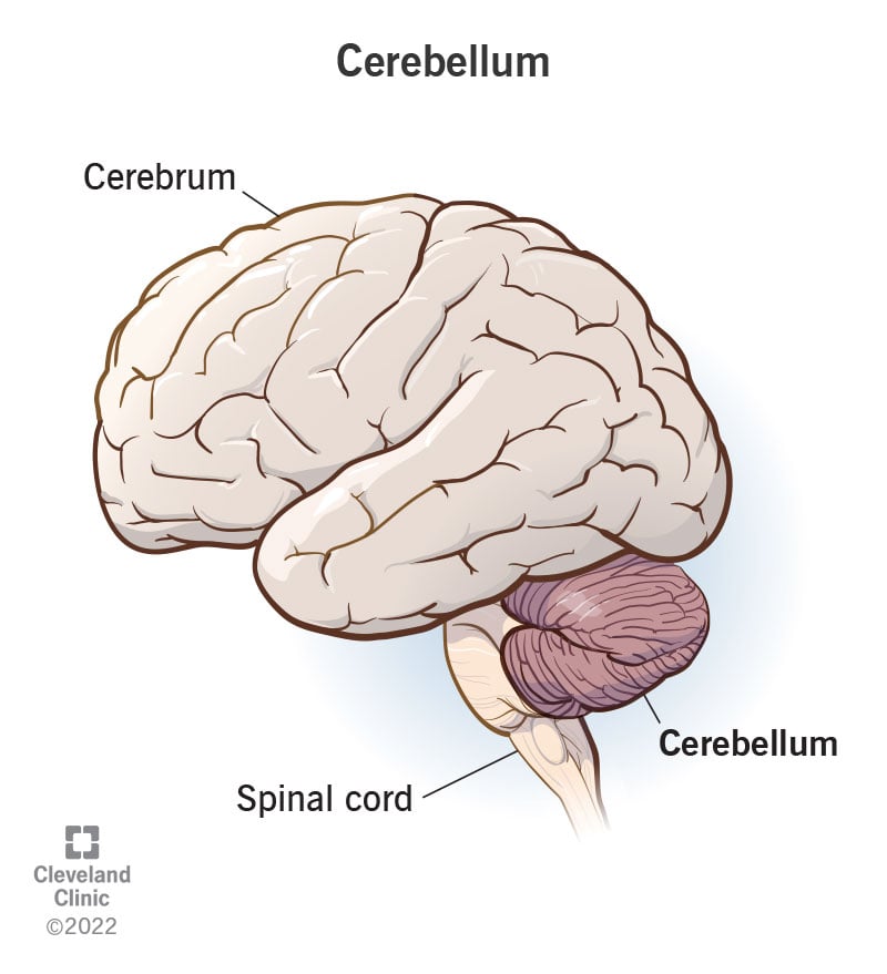 23418 cerebellum