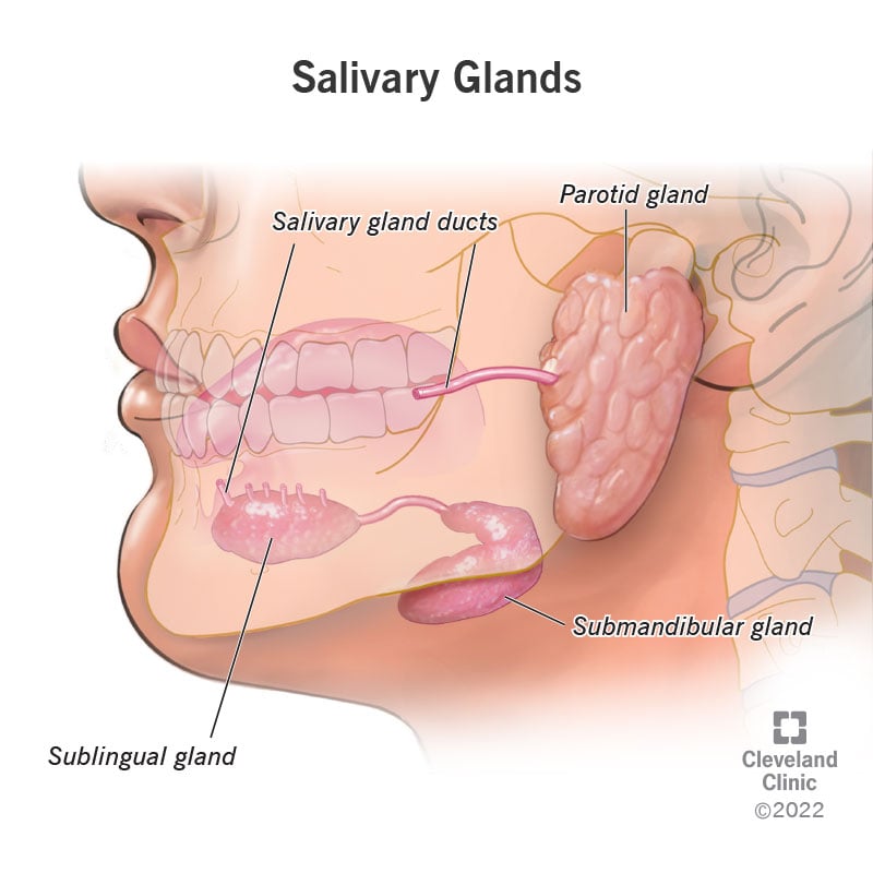 23462 salivary glands