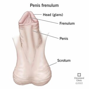 23533 penis frenulum