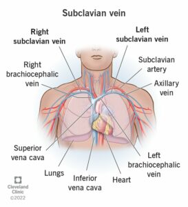 23941 subclavian vein