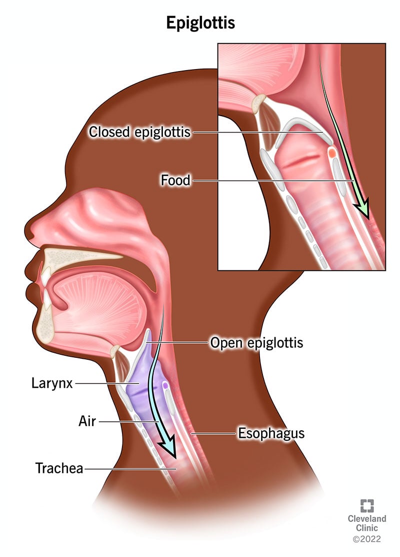 Ülemine parempoolne sisestus.  Epiglottis suletakse hingetoru kohal, nii et toit läheb alla söögitoru, mitte hingetoru.  Täielik illustratsioon.  Pea külgvaade, millel on avatud epiglottis (paremal ülaosas) kõri ja hingetoru (vasakul), kus õhk liigub kõri ja hingetoru alla.  Söögitoru paremal.