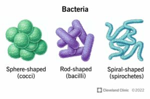 24494 bacteria