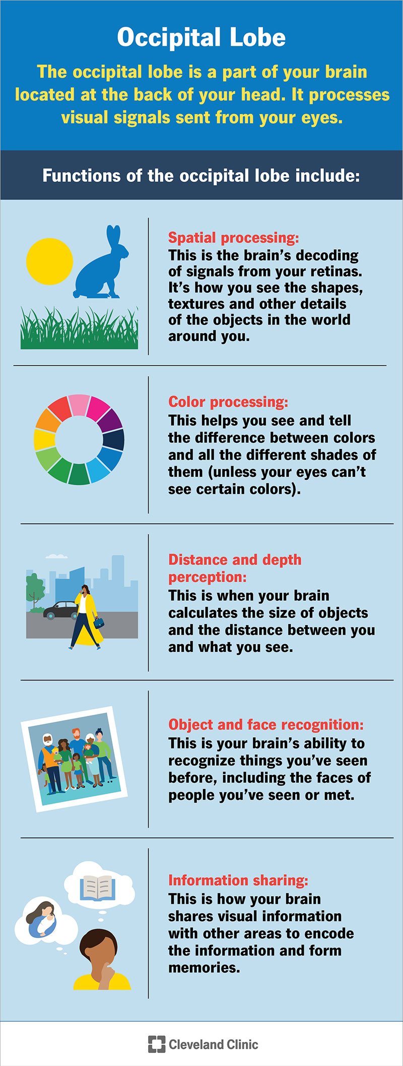 Kuklasagaras töötleb seda, mida teie silmad näevad, sealhulgas kujundeid, värve, kaugust ja palju muud.  See teisendab teie silmade signaalid vormi, mida teie aju saab kasutada.