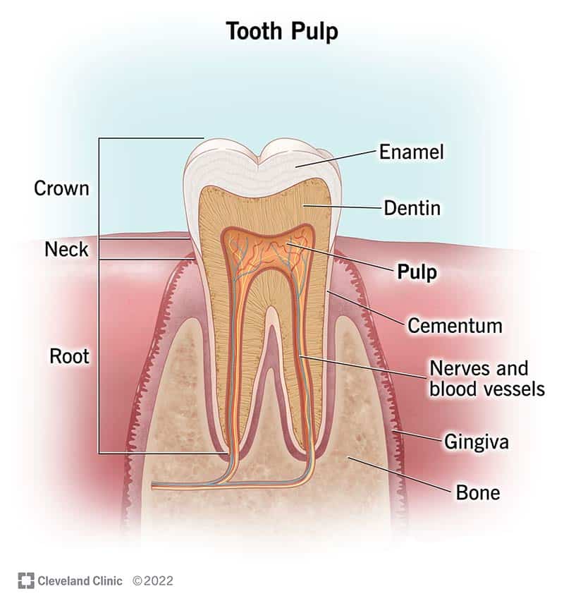 24659 tooth pulp