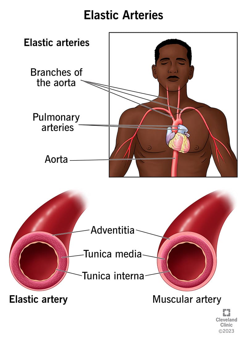 Elastsetel arteritel on elastsem kude kui lihasarteritel, et reageerida teie südame pumpamisele.