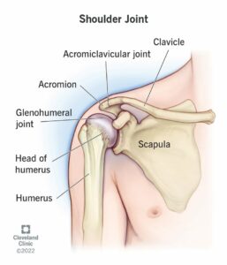 24780 shoulder joint
