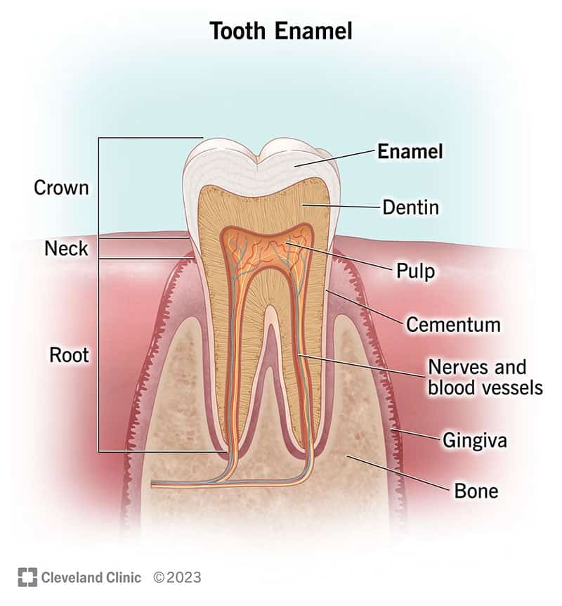 24798 tooth enamel