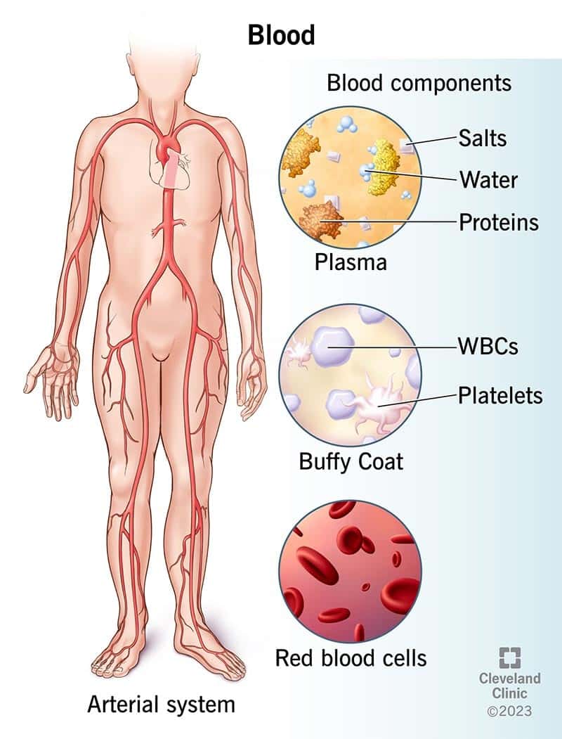 Teie veri koosneb punastest verelibledest (all paremal), valgetest verelibledest, vereliistakutest (paremal keskel) ja plasmast (paremal üleval), mis sisaldab vett, valke ja soola.