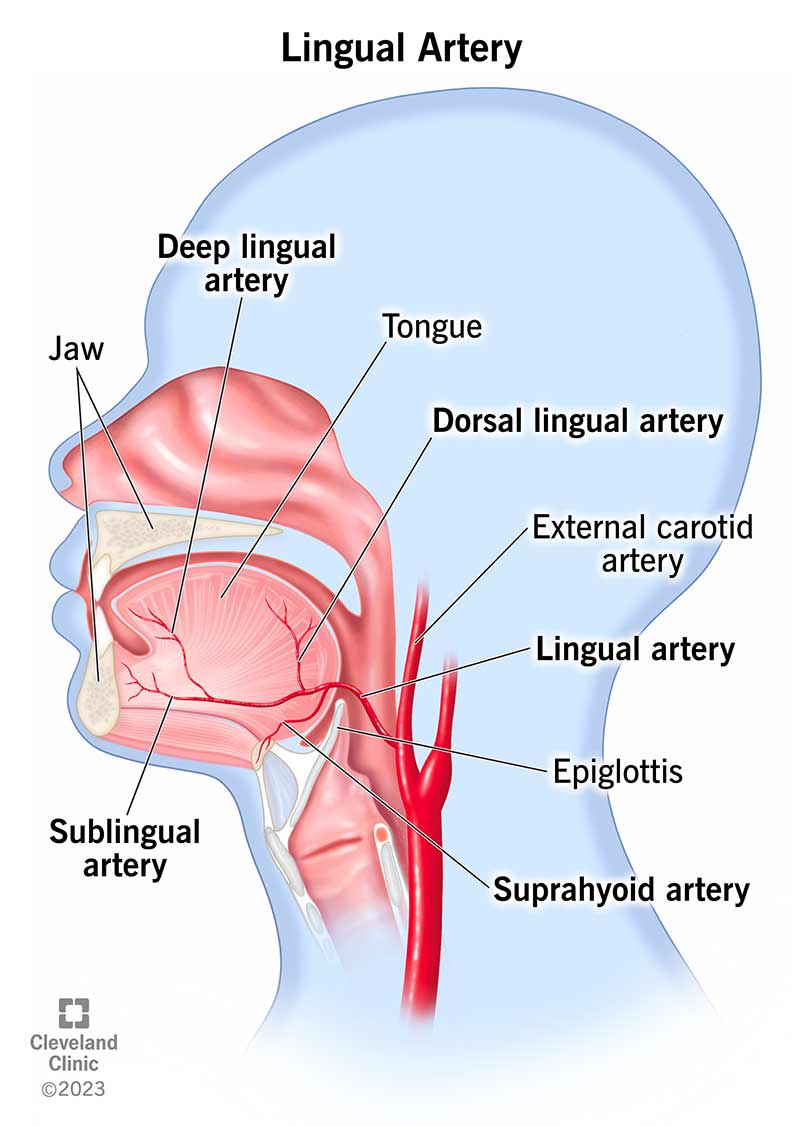 Teie keelearter toob teie kaelast verd paljudesse suu osadesse.