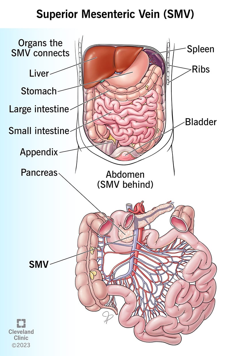Illustratsioon, mis näitab teie ülemise mesenteriaalveeni asukohta teie kõhu organite suhtes.