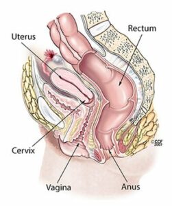 4110 anatomy woman diagram.ashx