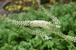 Black Cohosh 1353604922 770x533 1 650x428