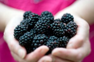 Blackberries Benefits 121749984 770x533 1 650x428