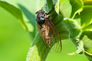 EatingCicadas 1130647357 770x533 1 650x428