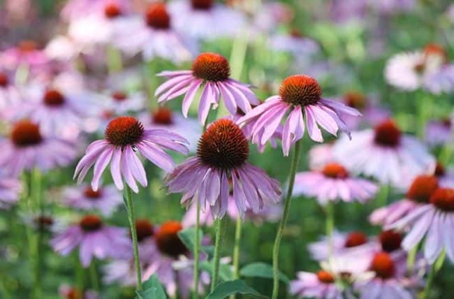 Echinacea 182175002 770x533 1