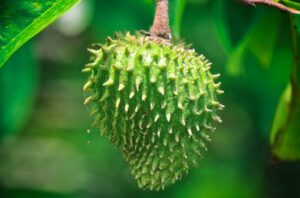 Soursop 529494173 770x533 1 650x428