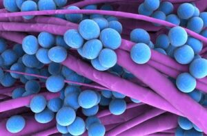 Staphylococcus 116975927 770x553 650x428