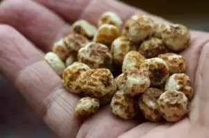 Tiger Nuts 1140417212 770x533 1 650x428