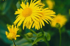 arnica Plant 983710244 770x533 1 650x428