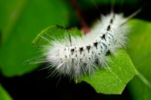 caterpillarIllness 1187797300 770x533 1 650x428