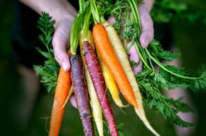 coloredCarrots 022521 LD 770x533 1 650x428