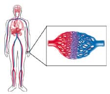 heart blood vessels blood flow body