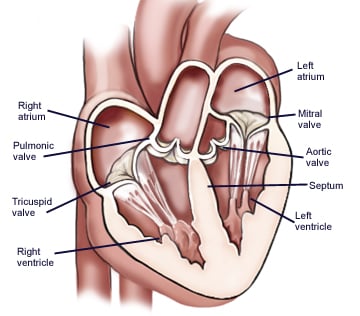 Teie südame anatoomia koosneb neljast kambrist.