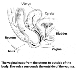 vulva diagram.ashx
