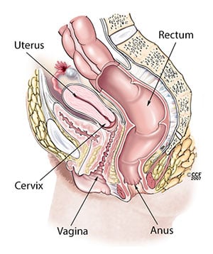 Diagramm, mis kirjeldab üksikasjalikult naiste reproduktiivsüsteemi anatoomiat.