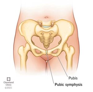 22122 pubic symphysis