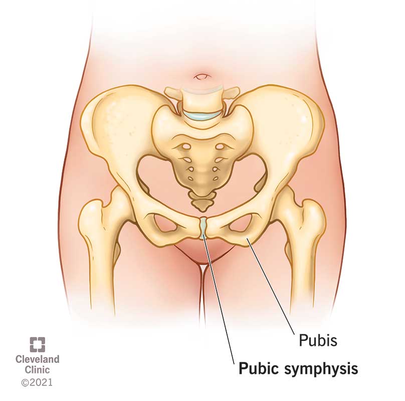 22122 pubic symphysis
