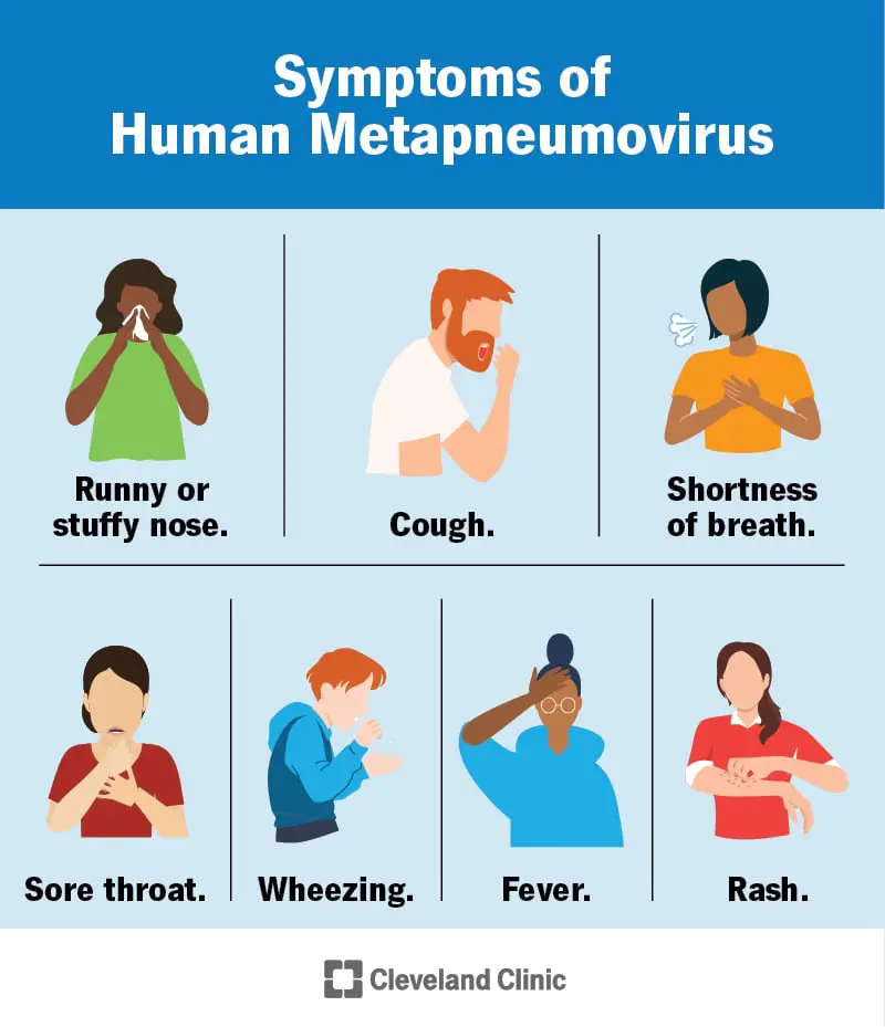 22443 human metapneumovirus