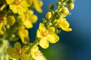 Mullein 1372009208 770x533 1 650x428