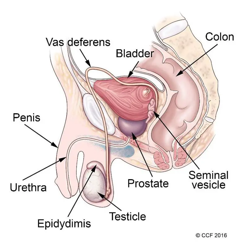 17768 urethrocutaneous fistula