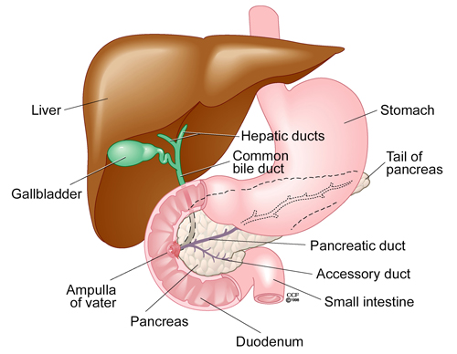 seedesüsteemi diagramm