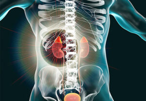 1711724957 461 kidney and adrenal glands graphic