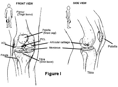 Diagramm, mis näitab, kus ACL asub