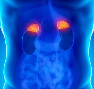 adrenal gland location