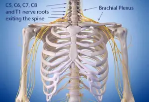 brachial plexus anatomy