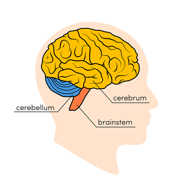 Aju peamiste osade skeem: suuraju, väikeaju ja ajutüvi