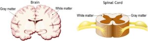 brain spine gray and white matter