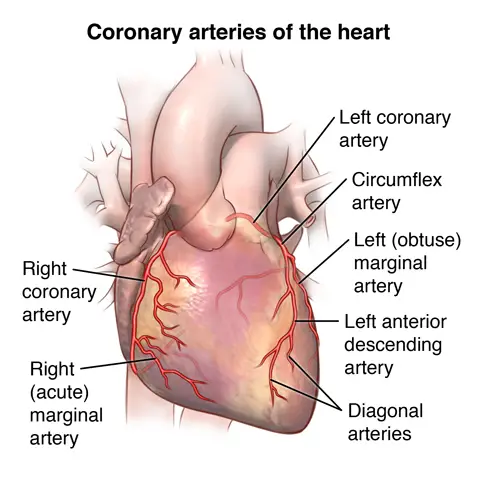 coronary arteries of the heart