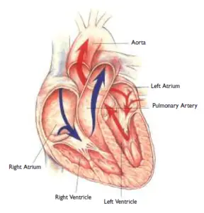 heart anatomy pump